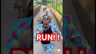 I CAN’T ESCAPE 😱 #Zoo #Run #Chaos #WTF #Bruh #Mad #HighAF #Wild #Shorts