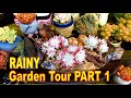Rainy Succulent Garden Tour - PART 1 (Growing Tips) | Liz Kreate
