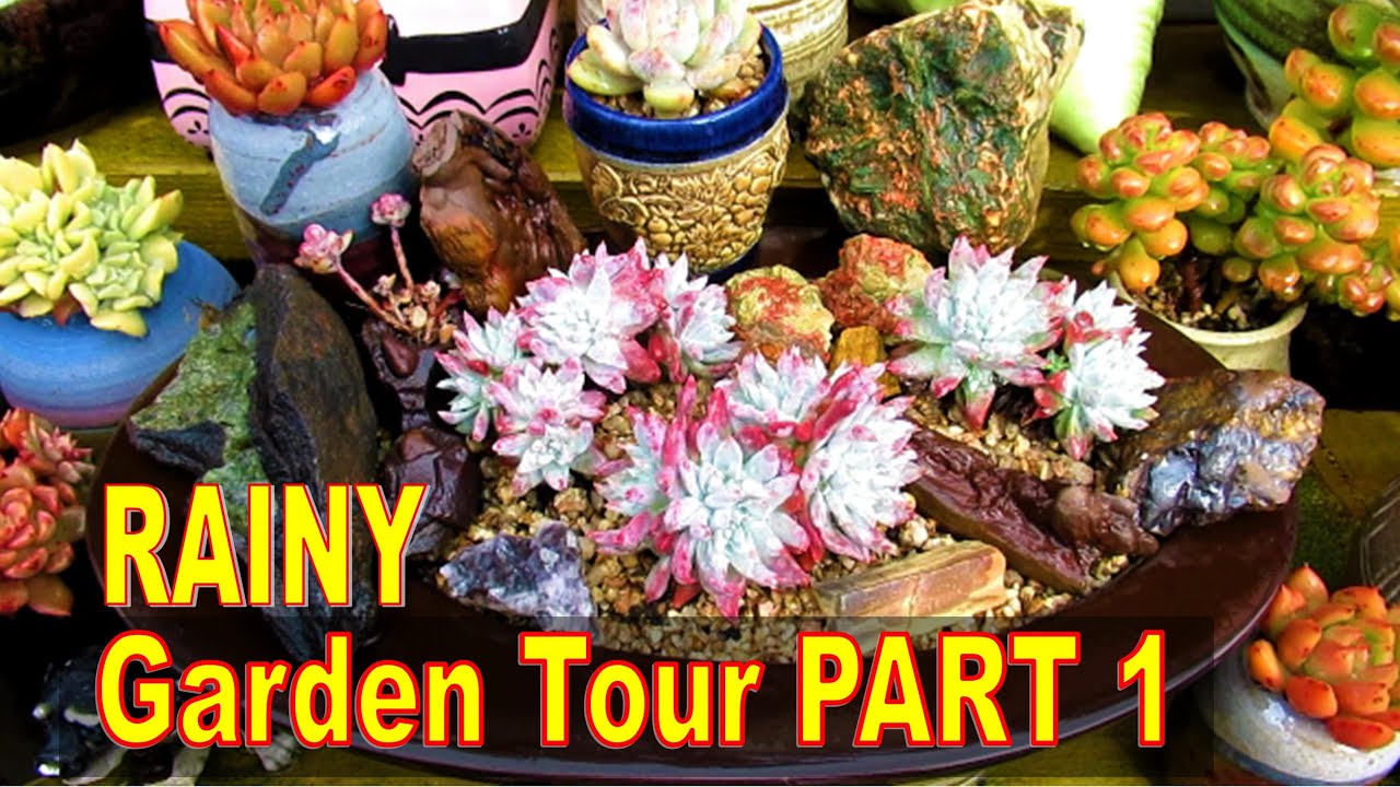 Rainy Succulent Garden Tour - PART 1 (Growing Tips) | Liz Kreate