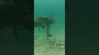 🐙PESCO UN GRAN PULPO XXL EN LA ARENA 🔱PESCA SUBMARINA #shorts