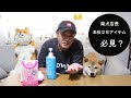 柴犬店長マリー同席のお役立ちアイテムのレビュー