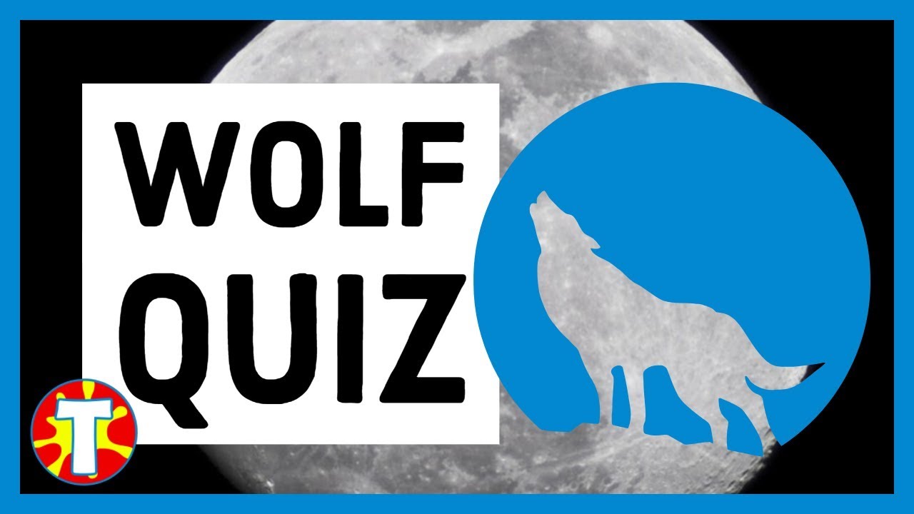 Trivia Quiz Wolf Quiz Youtube