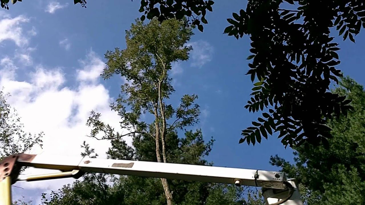 Tree Trimming / Topping Time lapse W/ Boom - YouTube