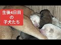 生後4日目の子犬たち、シロコロ現る
