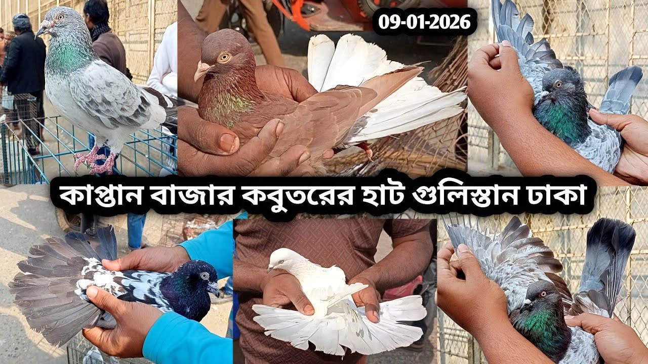09-01-2026 কাপ্তান বাজার কবুতরের হাট গুলিস্তান ঢাকা | হাই-ফ্লাইং কবুতর | কবুতরের হাট | কম দামে কবুতর