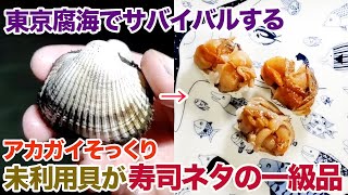 東京腐海でサバイバルするアカガイそっくりの未利用貝は江戸前寿司ネタの一級品