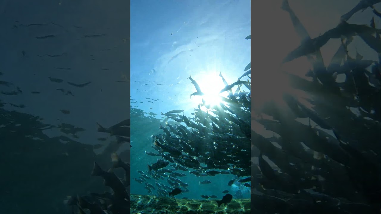 Free With Ri - 46 Under a school of fish #floridasprings