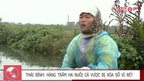 Nước mắt của người nuôi cá vược