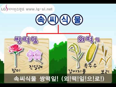 식물은 어떤 종류가 있을까?  |  식물분류송  |  과학송