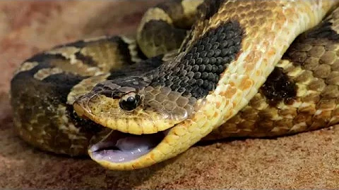 Texas Wild: Eastern hognose feigning death