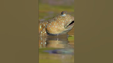 Phân biệt cá thòi lòi và cá bóng sao #thưgiãn #shortvideo