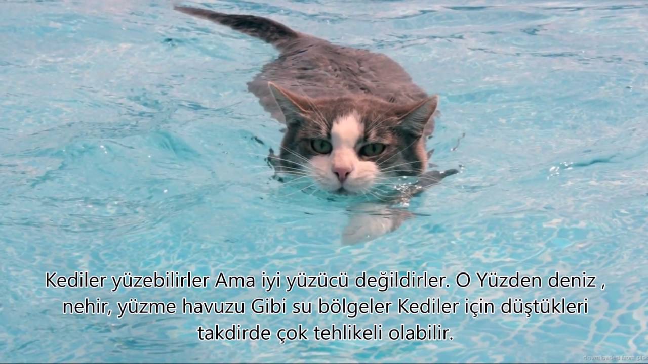 Кошки Вода Фото