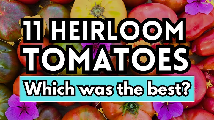 Review & Taste Testing 11 Unique Heirloom Tomato Varieties- Which is the best?