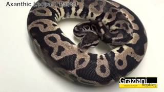 Axanthic Leopard Pastel (available)