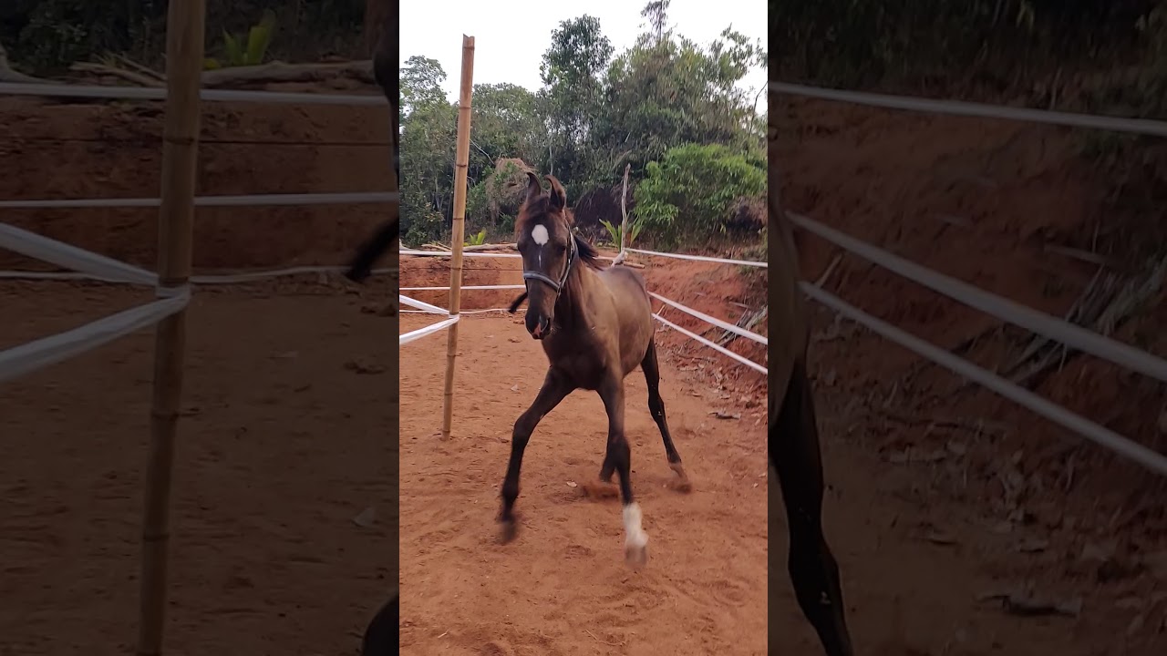 Horse for sale Kerala Calicut9048725242(1) YouTube