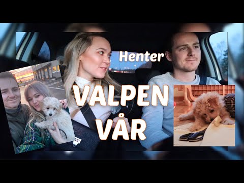 Video: Hvordan Kjøpe En Valp