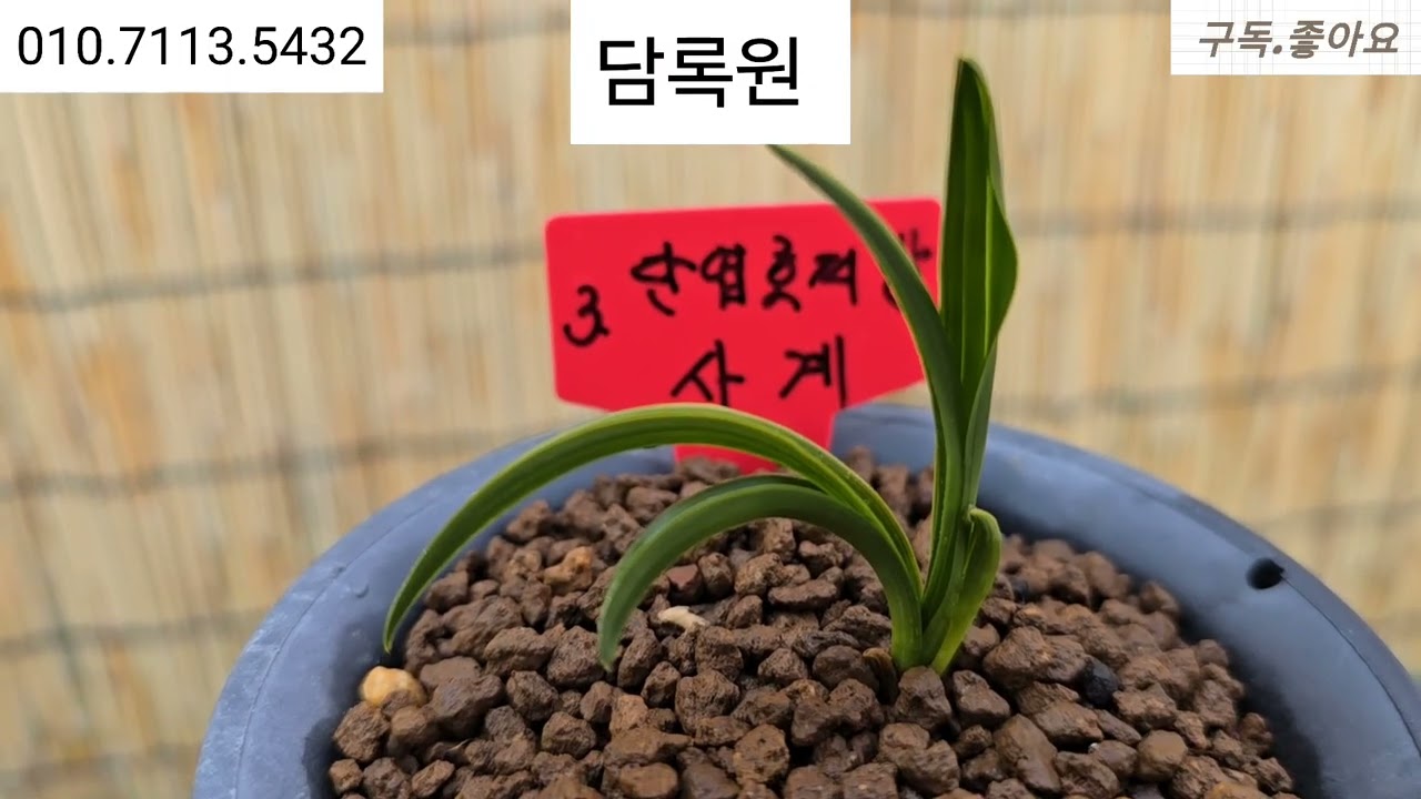 2월16일.단엽중투 외 10품종 