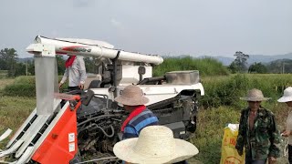 四川农村，80块钱一亩请这种收割机收稻谷，贵还是便宜啊？