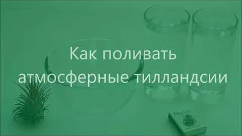 Как поливать атмосферную тилландсию? - Инструкция по поливу