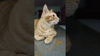 Pet and animals/cat funny video #cat #shortvideo