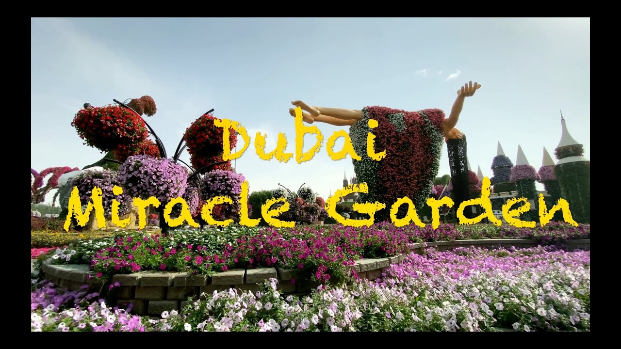 Песня чудо сад. Сад чудес и сад бабочек в Дубае. Дубай. Чудо сад в 2020 году. Дубайский сад чудес слон. Miracle Garden Dubai бабочки.