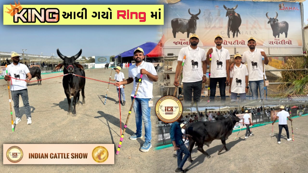આજે King પોપટીયો આવી ગયો Ring માં🔥 | Indiancattleshow ખુબ સરસ ખુબ સરસ 🥰