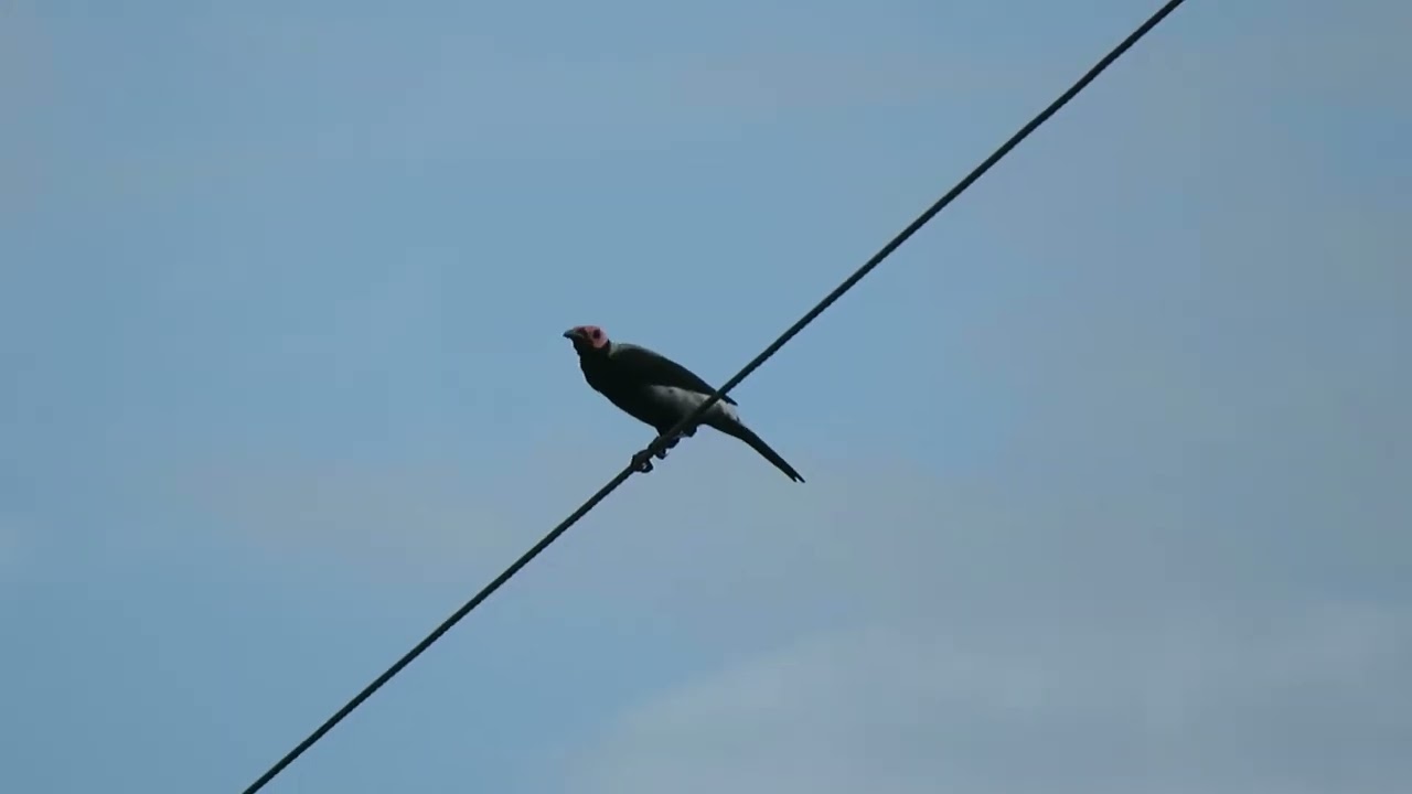 Coleto, Sarcops c. calvus, Subic Bay, Luzon, Philippines, 15 Aug 2023