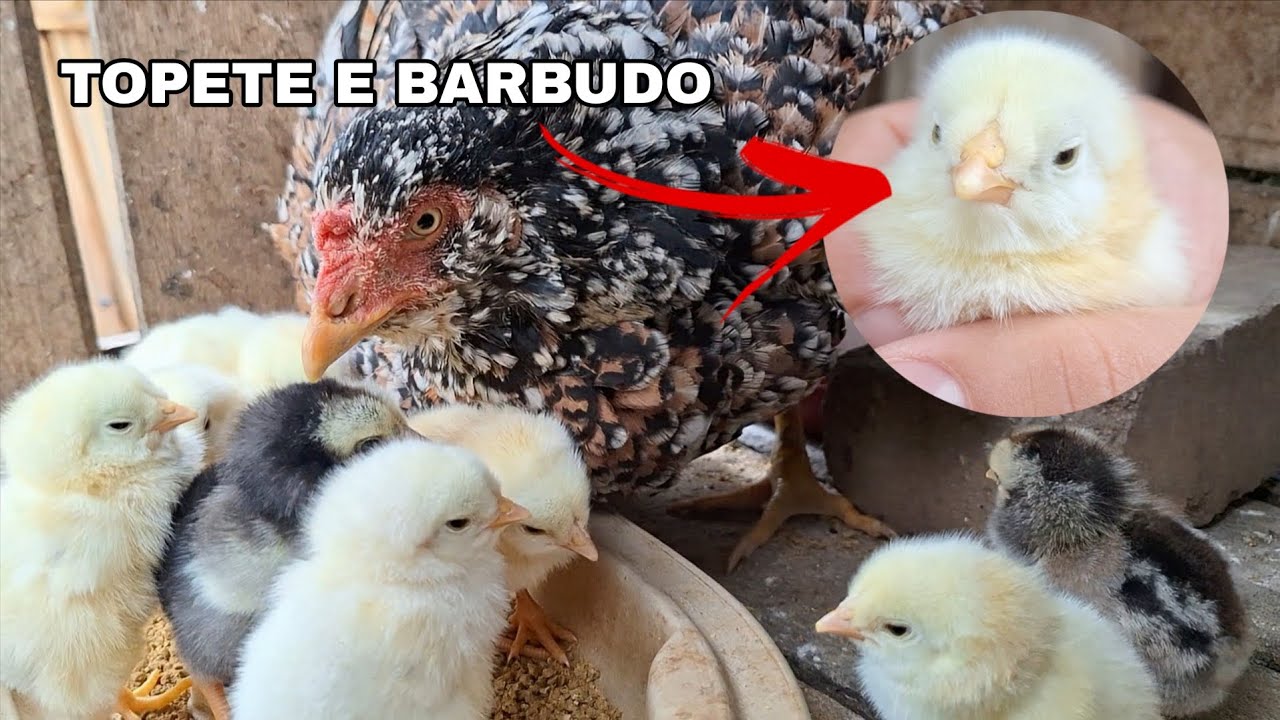 Nascimento de Pintinhos Caipiras Modelados | Ovoscopia dos Ovos Azuis