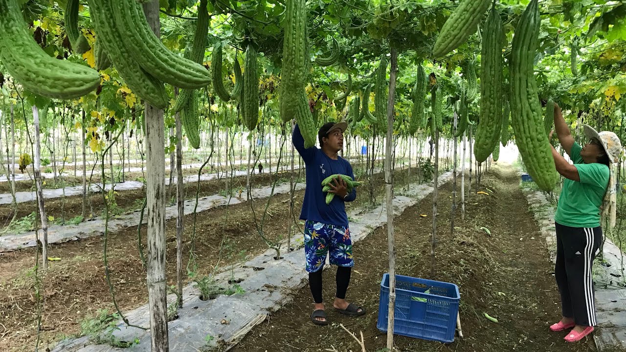 HARVESTING AND MARKETING OF AMPALAYA
