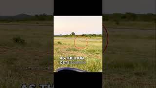 Lion chases Cheetah at Full Speed | #shorts #facts #animals