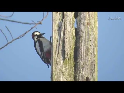 Het roffellen van de Grote Bonte Specht (Dendrocopos major)