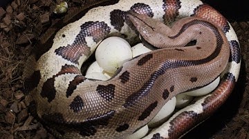 Epic End To The Blood Python Season. Final Clutch, T+ Albino Pixel x Wild Caught Goldeneye!👌