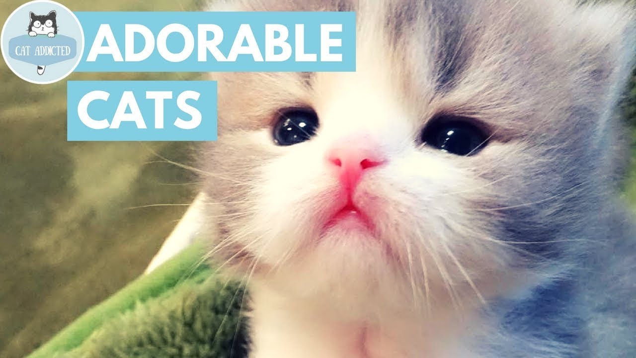 Watch now! cute cats that will make you cry And restore your faith ...