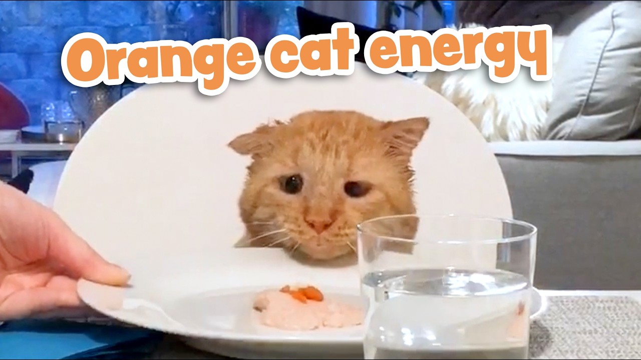 My Rescue Cat's Funniest Moments (Compilation)