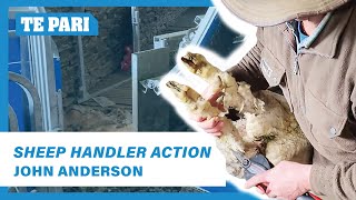 Foot Trimming Sheep in the Racewell HD4 Sheep Handler