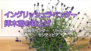 イングリッシュラベンダー 挿木した苗の鉢上げ - YouTube