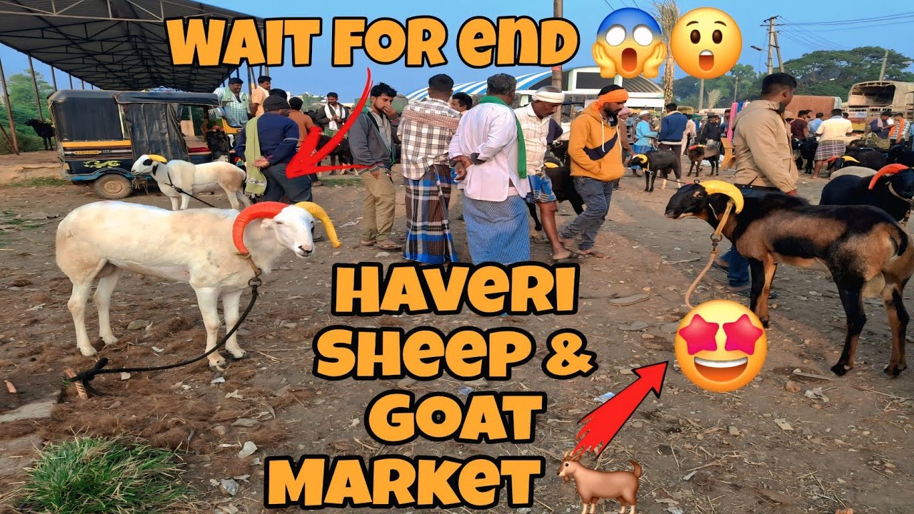 Haveri Sheep & Goat Market 🐐 | Karnataka ki Famous Sheep & Goat Market 😱😍|Every Thursday 13/11/2025