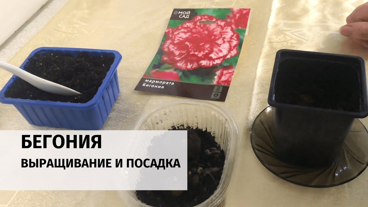 Бегония пробуждаем клубень. Пробуждение бегонии клубневой. Средство для пробуждения клубней бегонии. Бегония из луковицы.