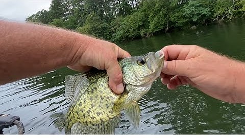 Easy way to find crappie WITHOUT expensive electronics.   (Piscifun Viper X 2000)