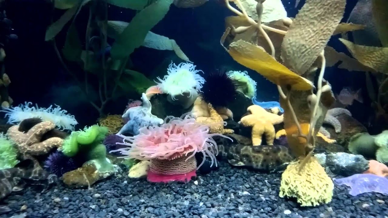 Cold Water Tanks Downtown Aquarium Denver CO YouTube