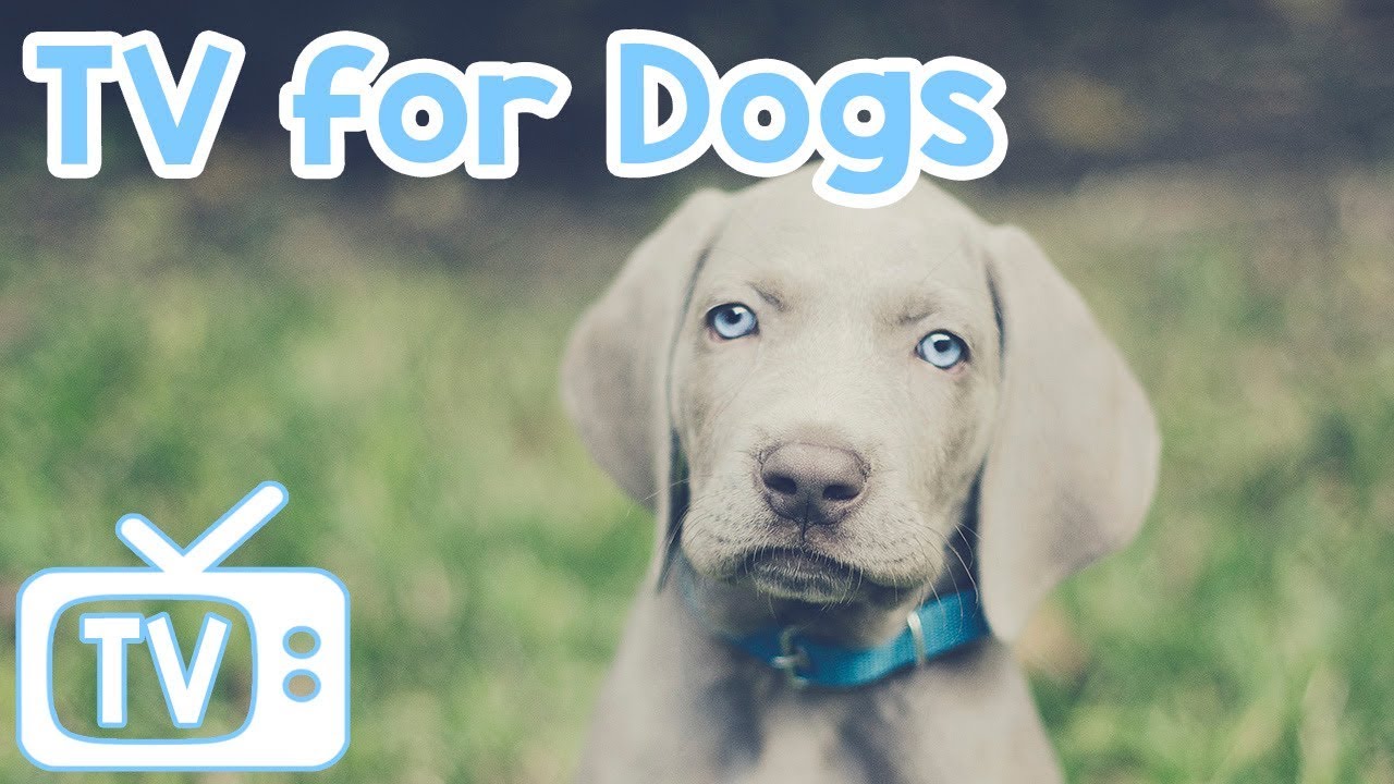 TV for Dogs to Watch Birds in Nature with Relaxing Music for Dogs in