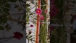 #garden #flowers #sunflowers #asthetic #love 🫶❤️🫰🩷🤍