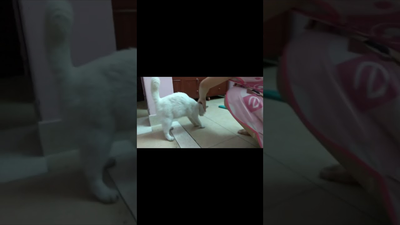 Bông Bông mèo Anh sống ở Sài Gòn #cssaigonvn# thucung