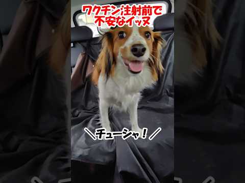 ワクチン注射前で不安なイッヌ【コーイケルホンディエ】