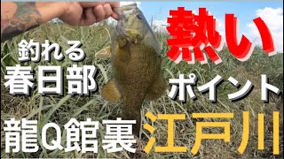 埼玉バス釣りポイント 春日部 龍q館裏の江戸川でビッグバスを狙え バス釣り 魚釣り系you Tuberまとめサイト Fishing