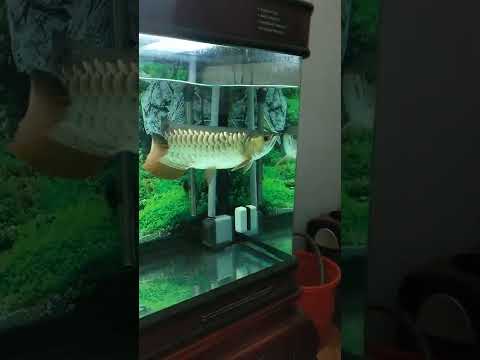 Cá Rồng Ăn Giun Đất - Arowana eat big earthworm. Cá rồng ăn giun đất.