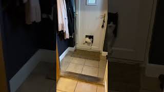 😹 Cat-tastrophe Central: Best Funny Cat Fails & Viral Clips That’ll Make You ROFL! 😂