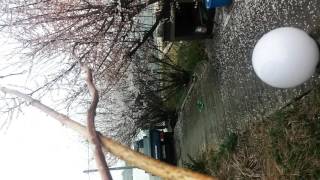 BeeRotor X200 cleaning cherry blossom.