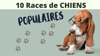 10 RACES DE CHIENS POPULAIRES