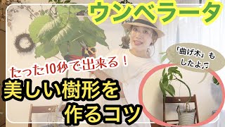 【観葉植物】ウンベラータ / 誰でも10秒でインテリアショップにある美しい樹形を手に入れられる！？ / 曲げ木って何？！幹を曲げてオリジナルの樹形を作ろう作ろう【ガーデニング】